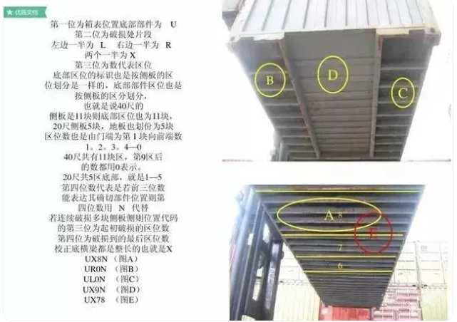 红足一1世皇冠