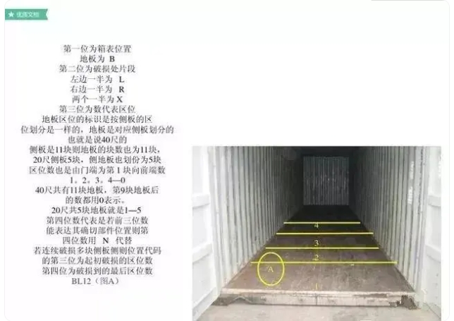 红足一1世皇冠