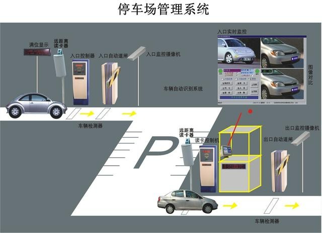 红足一1世皇冠